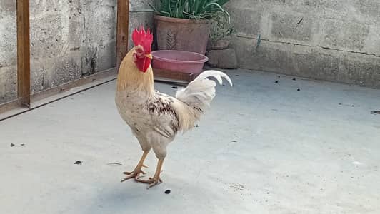 Desi Murga White rooster 
