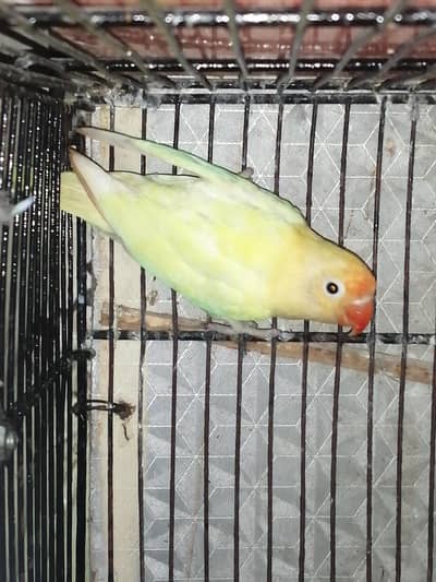 decino breeder female