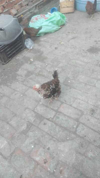 Desi Hens for sale