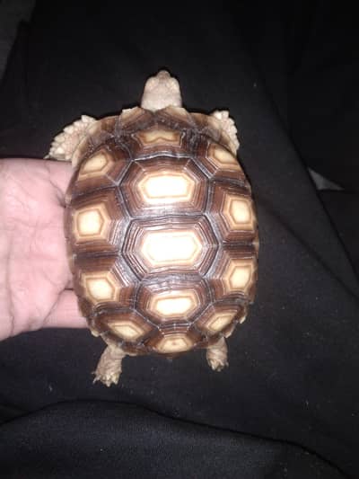 Salcuta tortoise pair۔  Rs 70k