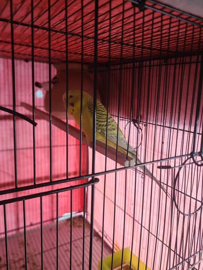 tcb hogoromo spengle red eyes