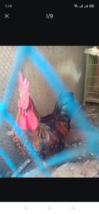 murgi murga for sale