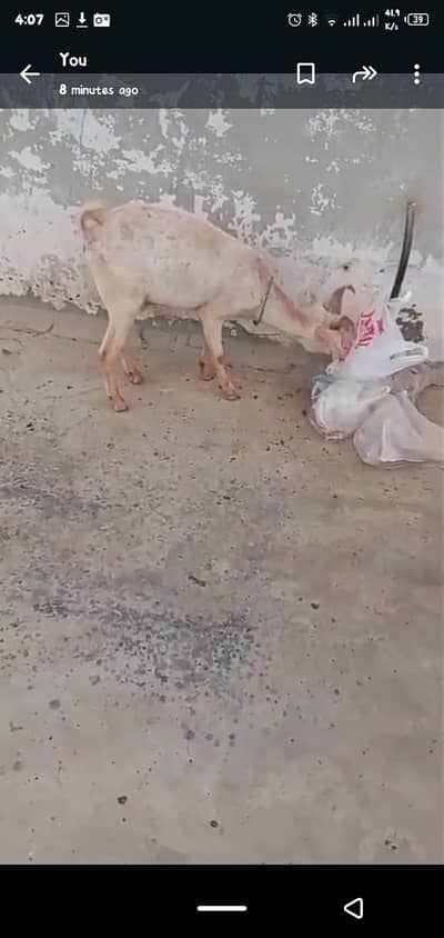 2 dant bakra he 0 size me