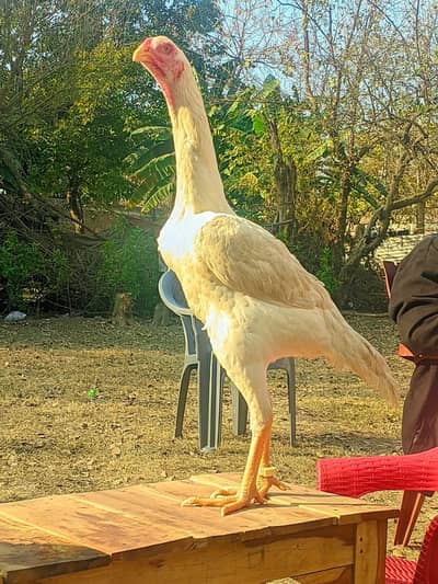 pure white king shamo four females RS 25000 per piece