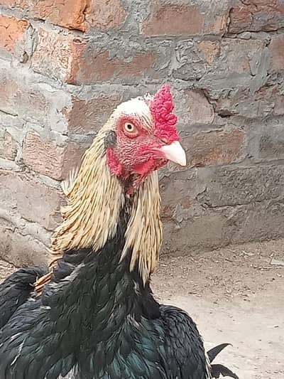 Aseel murga for sale