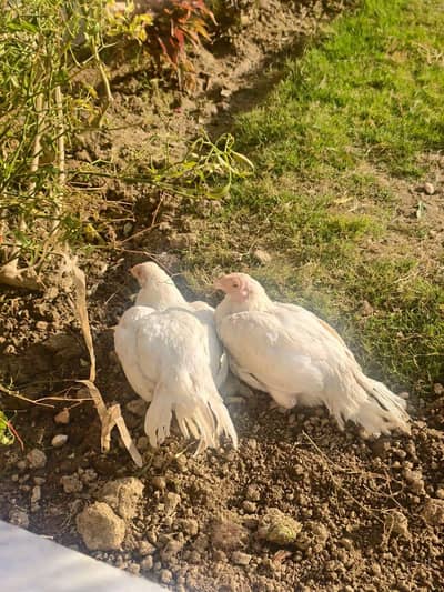 PARROT BEAK 5 MONTHS PAIR PURE WHITE