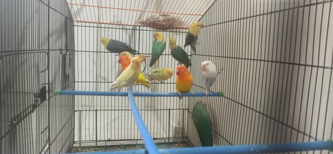 par blue pale fallow, par blue