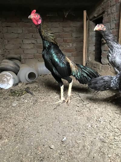 Thai pokoye aseel for sale