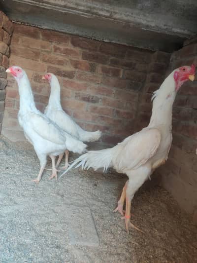 Aseel | White Aseel | O shamo | King Shamo | Trio Set