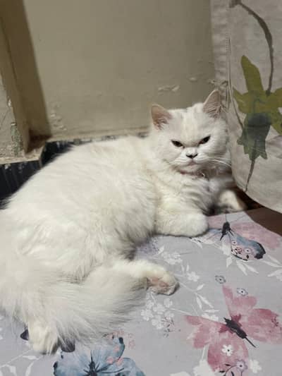 Beautiful Fully vaccinated and ready to breed first time