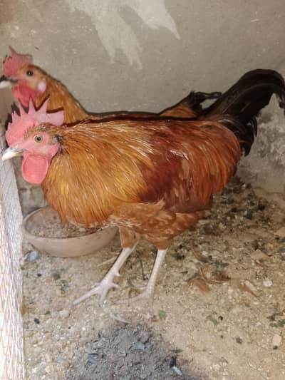 Desi murgha or 2 murgia pair he 3 ka