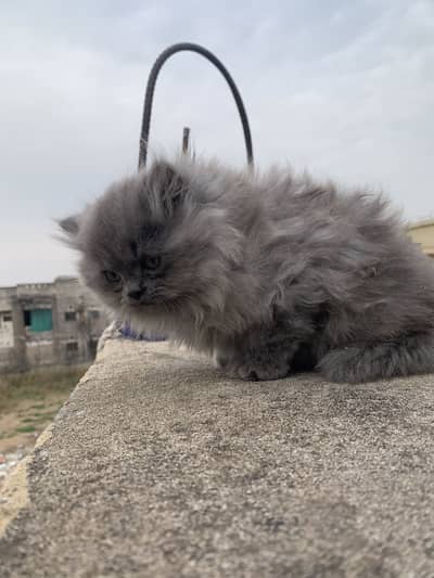 persian cat tripple coat