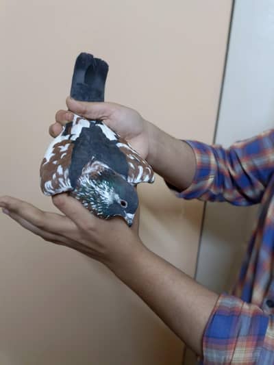 Pishori guliyar Kabra Breeder