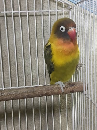 yellow chest breeder female