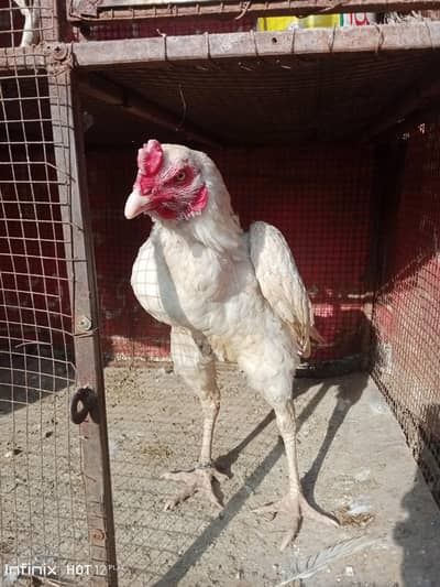 Kuch par black or red hi