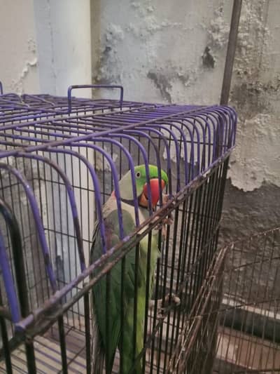 Raw Parrot male