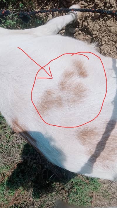 bhara bari nasal ka Bakra hai Bakra per Muhammad likha hua ha