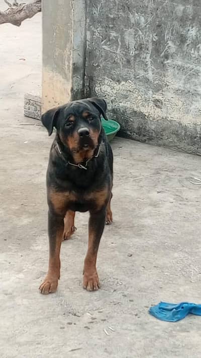 Rottweiler