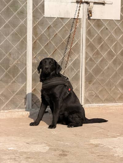 Pure Female Labrador | Vaccine Complete | Friendly & Active