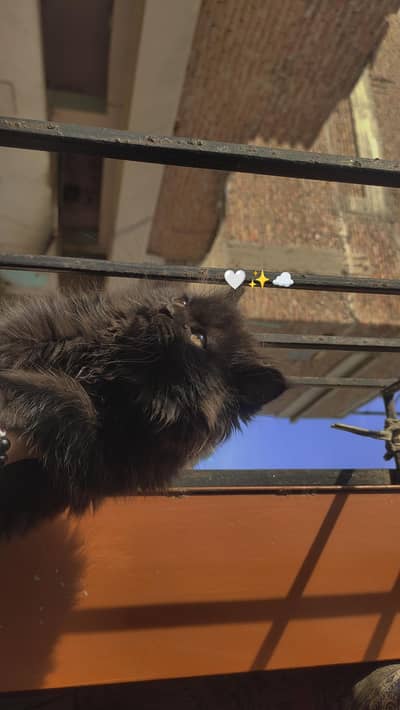 Persian kitten triple cot