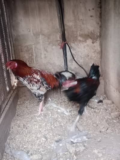 Young Aseel Hens Pair