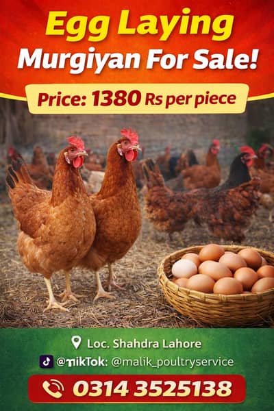 Rate final Golden Misri Egg Laying Hens full production healthy Active