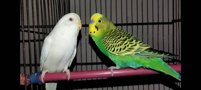 Budgies 2 Breeder Pair