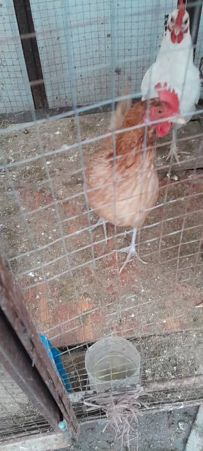 Golden Masri Eggs laying Hen (Anday Dainay Wali Murgiyan)