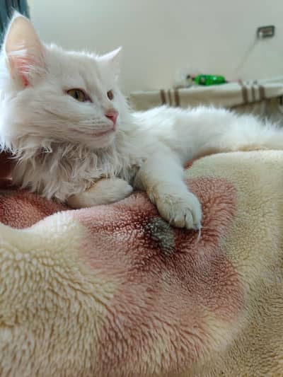 cute white Triple Coat persian kitten  for sale