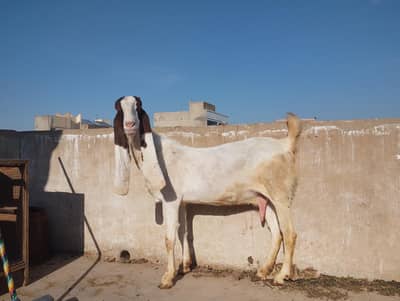 Gulabi Gabban tayaar bakri for sale