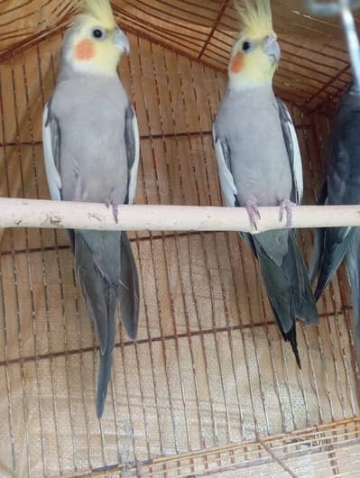 Gary cocktail pairs available