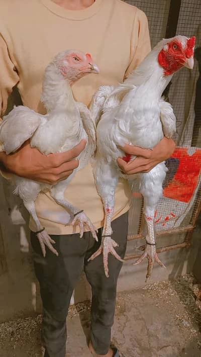 Heera/chick/eggs/pathy/madi/murga/hera/hira/hen/white/pure/aseel