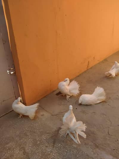 breeder pair for sale