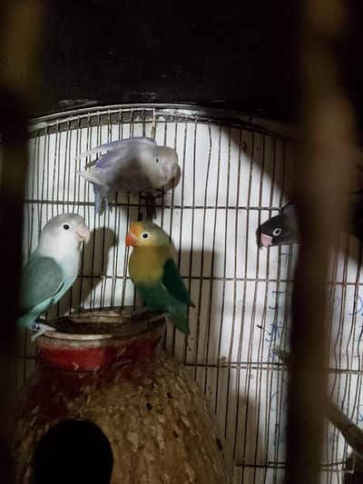 Love birds Breader pairs|love birds |Creamino|decino |albino |red eyes