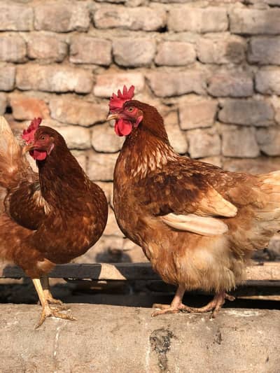 lohman | lohman brwon | eggs laying hens | fancy hens | murghi