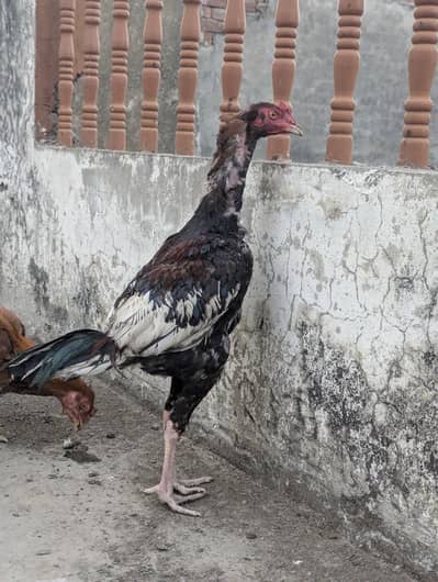 2 high quality male for sale