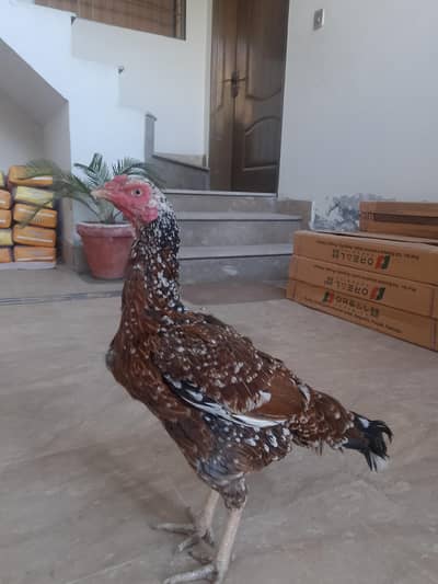 pure aseel mianwali female