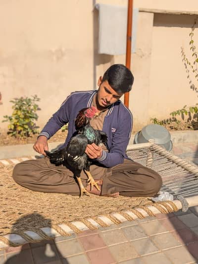 aseel murgha for sale