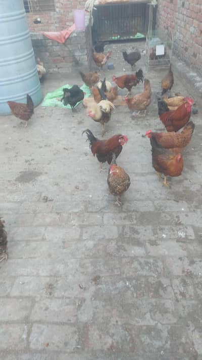 Desi Hens for sale