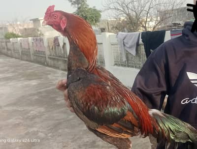 Sindhi assel murgha pair for sale,,and hens also available