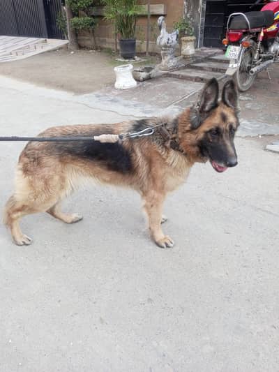 German Shepherd female