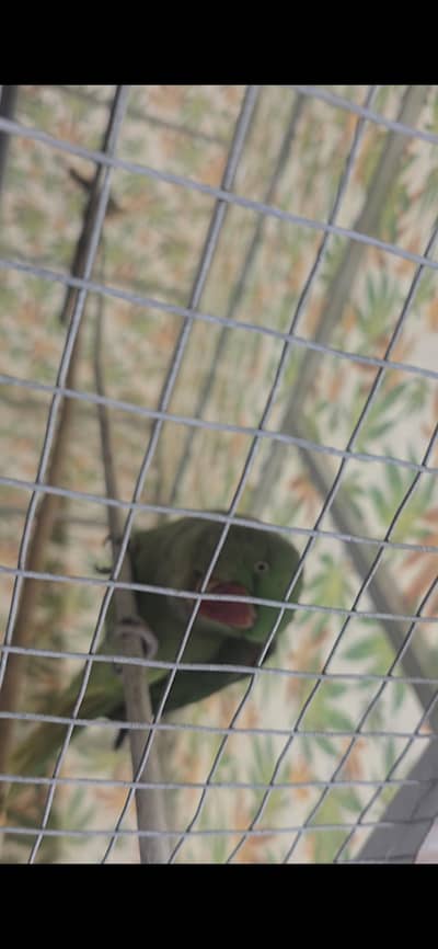 green raw parrot