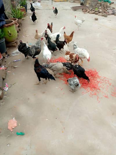 Good healthy hen and roster