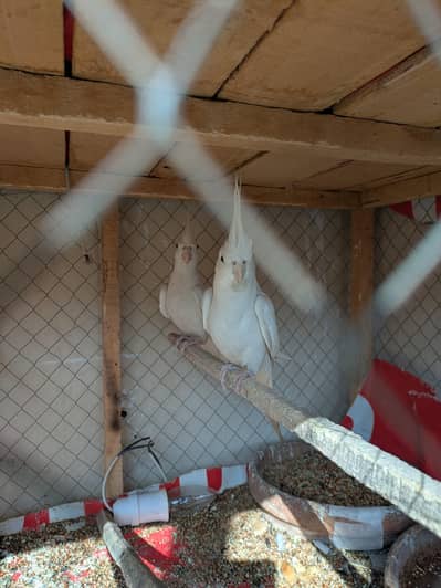 Eno cocktail parrots