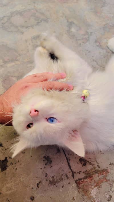 Persian Male fully friendly