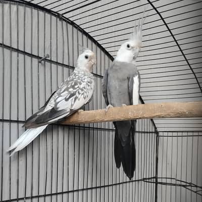 Cockatiel white face breeder pair- 03214382921