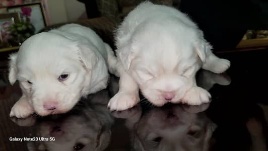 American poodle available