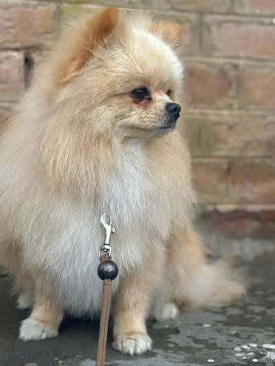 Import Pomeranian Young Male ready for New 