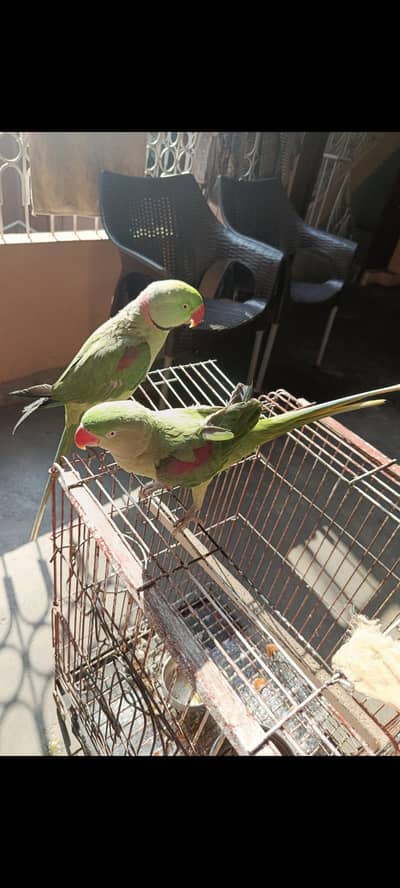 Raw parrots pair