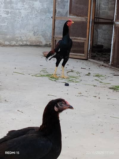 male available for sale